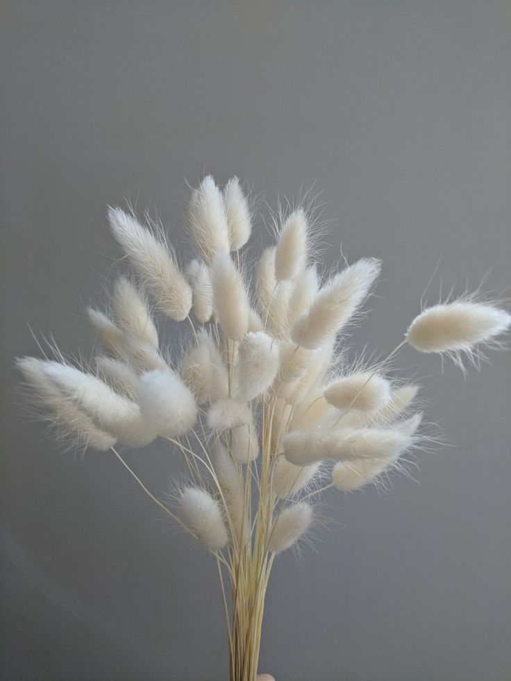 BUNNY TAILS